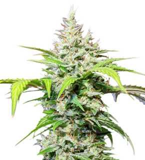 1736158883097.png 1736158883097.png