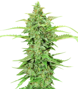 1736165039577.png 1736165039577.png