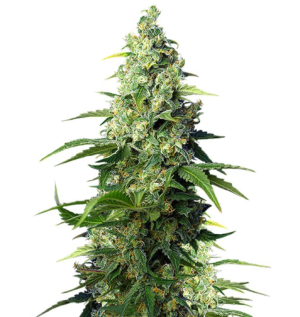 1736165274708.png 1736165274708.png