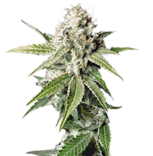 1736173147411.png 1736173147411.png