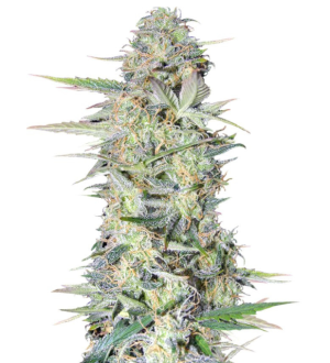 1736173171037.png 1736173171037.png