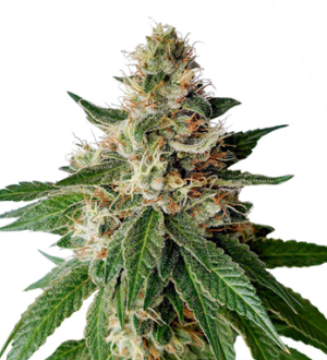 1736197674170.png 1736197674170.png