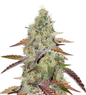 1736197678103.png 1736197678103.png