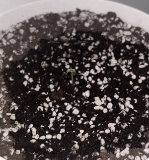 0232867A-4613-48AB-A675-6D0D0E4B619A.jpeg 0232867A-4613-48AB-A675-6D0D0E4B619A.jpeg