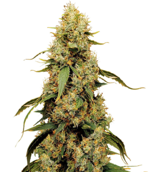 1736265280779.png 1736265280779.png