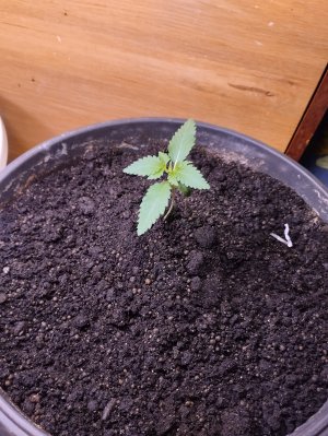 IMG_20250108_011926.jpg IMG_20250108_011926.jpg