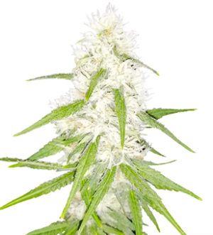 1736349898579.png 1736349898579.png