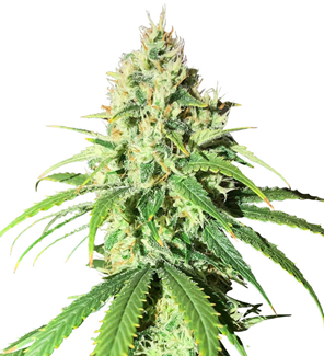 1736417779592.png 1736417779592.png