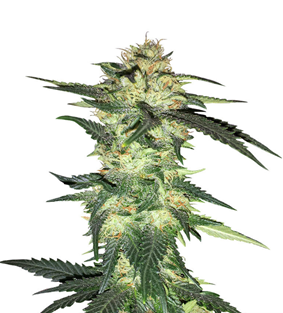 1736417784070.png 1736417784070.png