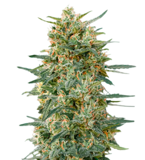 1736417787927.png 1736417787927.png