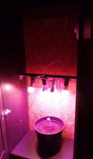 IMG_20250111_051504.jpg IMG_20250111_051504.jpg