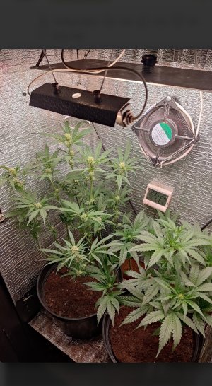 IMG_20250111_051444.jpg IMG_20250111_051444.jpg