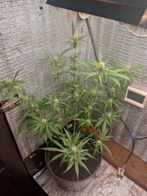 IMG_20250112_045426.jpg IMG_20250112_045426.jpg