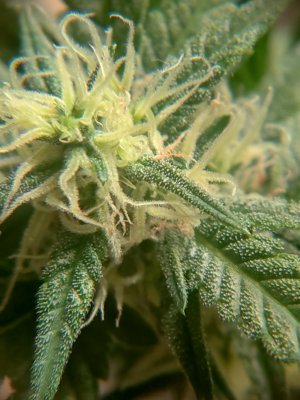 IMG_20250112_044815.jpg IMG_20250112_044815.jpg