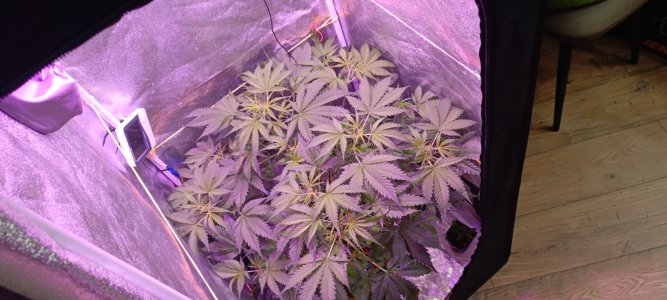 Изображение WhatsApp 2025-01-14 в 19.46.21_f8982248.jpg