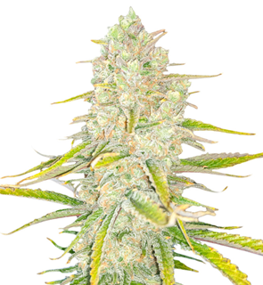 1736876234766.png 1736876234766.png