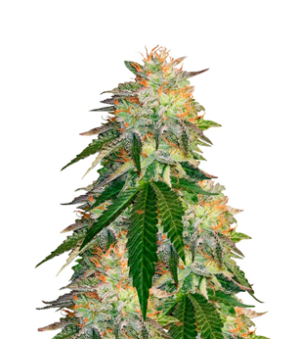 1736876242655.png 1736876242655.png