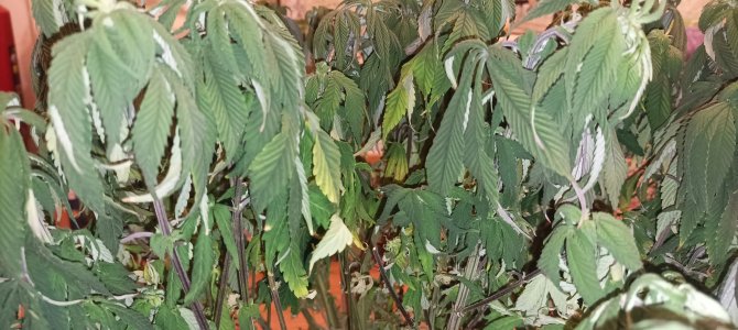 IMG_20250115_010320.jpg IMG_20250115_010320.jpg