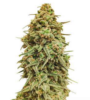 1736930405437.png 1736930405437.png