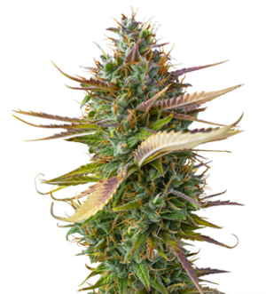 1736945741829.png 1736945741829.png