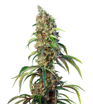 1736965788406.png 1736965788406.png