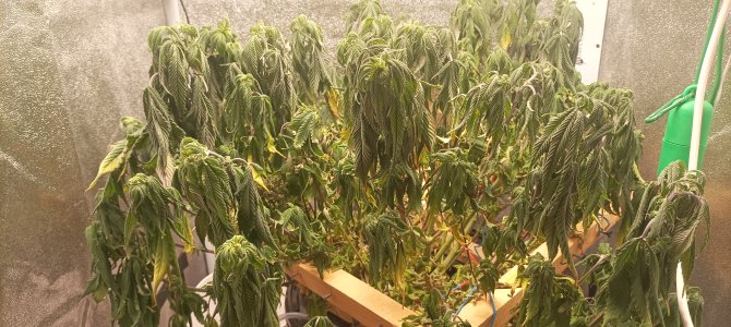 IMG_20250116_021056.jpg IMG_20250116_021056.jpg