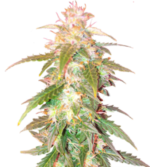 1737018861967.png 1737018861967.png