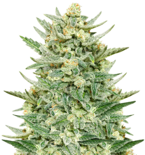 1737036202705.png 1737036202705.png