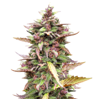 1737036219596.png 1737036219596.png