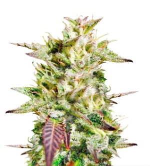 1737047711503.png 1737047711503.png