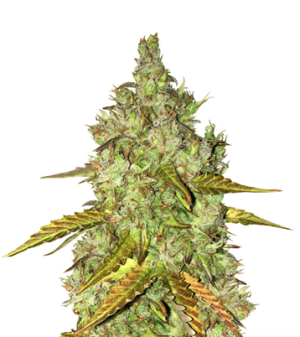 1737047718525.png 1737047718525.png