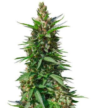 1737551287172.png 1737551287172.png