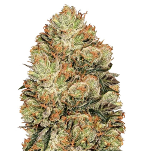 1737551306825.png 1737551306825.png