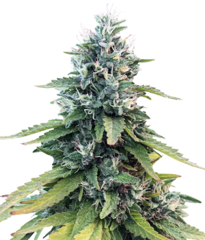 1737560036136.png 1737560036136.png