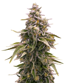 1737560130571.png 1737560130571.png