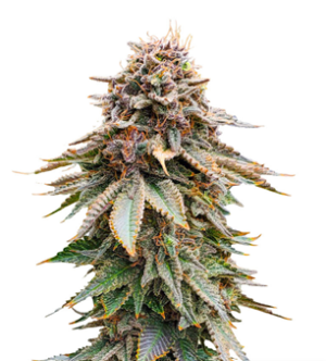 1737621308322.png 1737621308322.png