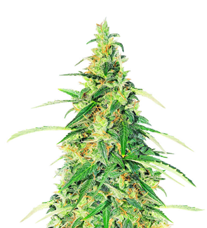 1737621322810.png 1737621322810.png