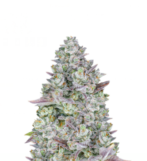 1737621334408.png 1737621334408.png