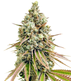 1737654685897.png 1737654685897.png