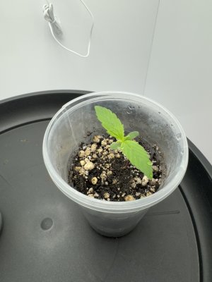 IMG_6850.jpeg IMG_6850.jpeg