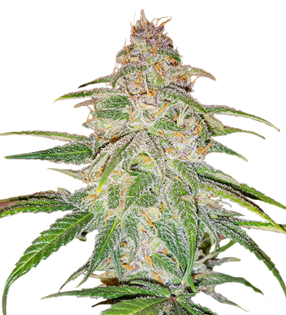 1738174715542.png 1738174715542.png