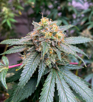 1738429462718.png 1738429462718.png