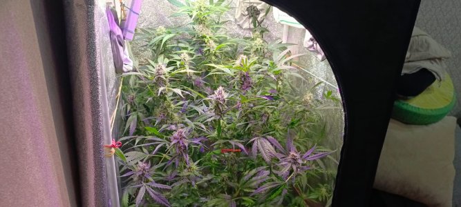 Изображение WhatsApp 2025-02-03 в 14.50.43_8a027742.jpg