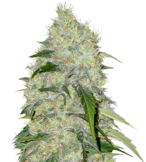 1738586005354.png 1738586005354.png