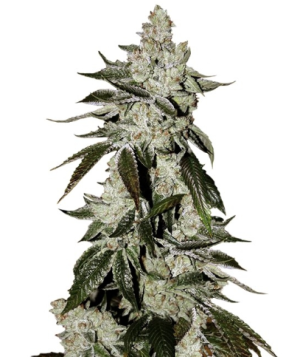 1738586161388.png 1738586161388.png