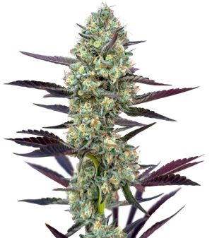 1738953468466.png 1738953468466.png