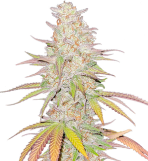 1739289071574.png 1739289071574.png