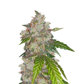 1739289077951.png 1739289077951.png