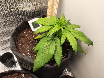 IMG_20250211_210705.jpg IMG_20250211_210705.jpg