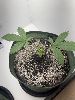 2025-02-11 11-55-59.jpeg